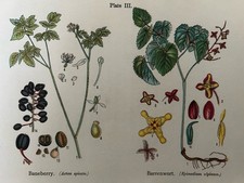 Antique Botanical Print