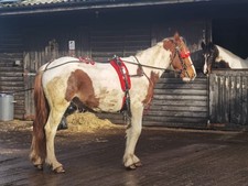 cob size quick hitch black and