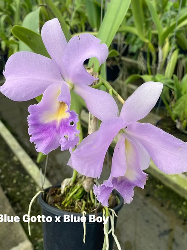 Rare cattleya blue gotto - blue, x
