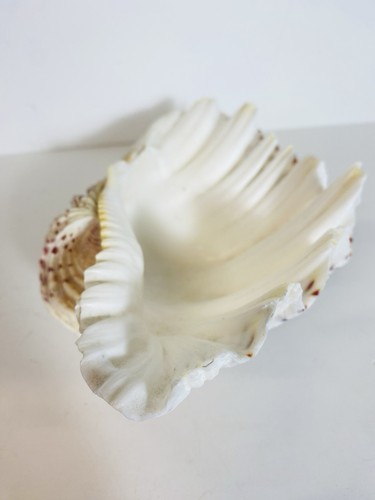 Large hippopus shell - hippopus,