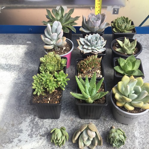 Different succulents - 15,