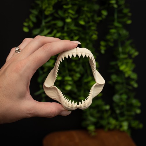 Megalodon shark jaw - megalodon,