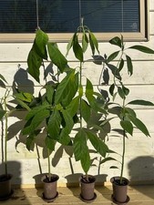 Tall! Live Hass Avocado Fruit