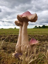 Toadstools Mushrooms Fungi