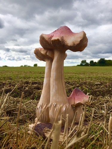 Toadstools mushrooms fungi - mushrooms,
