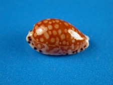 Cypraea astaryi, Excellent Dark Pattern, 13.1mm, Marquesas Shell