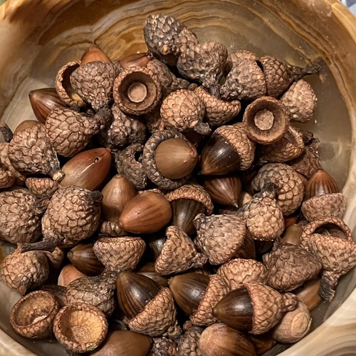 Real acorns without - acorns,
