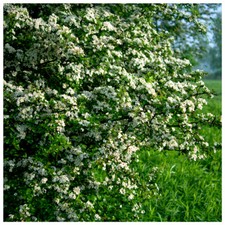 100 Hawthorn 2-3ft, 60-90cm Hedging Plants, Crataegus, Quickthorn, Thorny Native