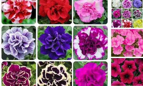350 annual petunia flower - 350+annual,