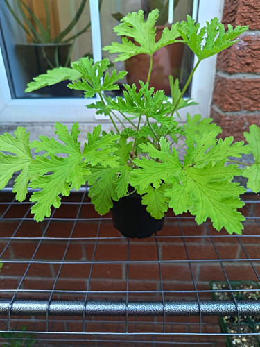 Geranium green - geranium, (pelargonium)
