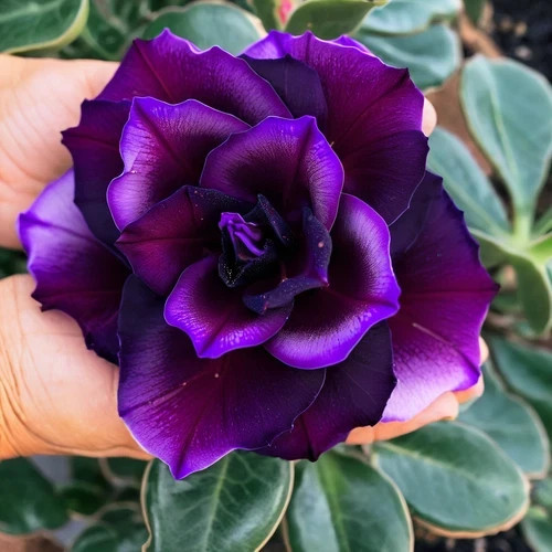 Mystery desert rose - 4,
