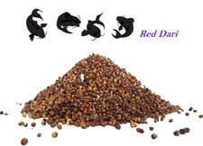 Red Dari (AKA Milo) a