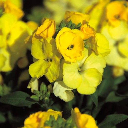 Erysimum winter light - , plant
