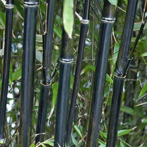 Bamboo plant black - bamboo, plant,