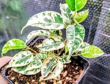 Ficus Benjamina El Dorado Rare Variegated House Plant