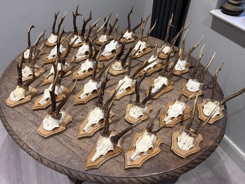 Premium taxidermy roe - taxidermy, deer