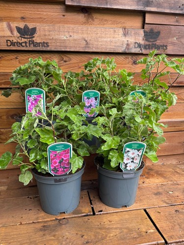 Mixed extra large - 2, lavatera