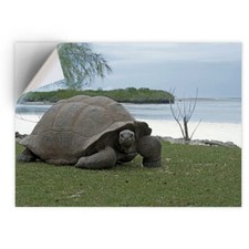 1 x Vinyl Sticker A5 - Aldabra