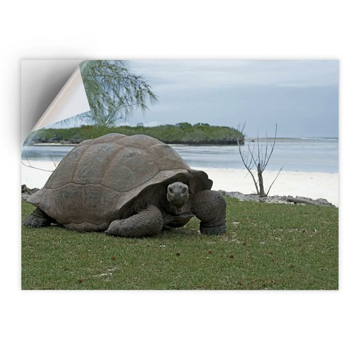 Vinyl sticker aldabra - x,