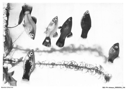 Bdip4 0340 animaux fish - bdip4-0340-animaux,