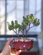 Flowering Bonsai Forest
