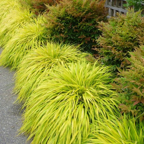 Hakonechloa macra all gold - hakonechloa, in