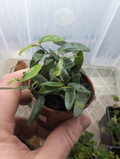 Ficus Punctata 'Panama' -