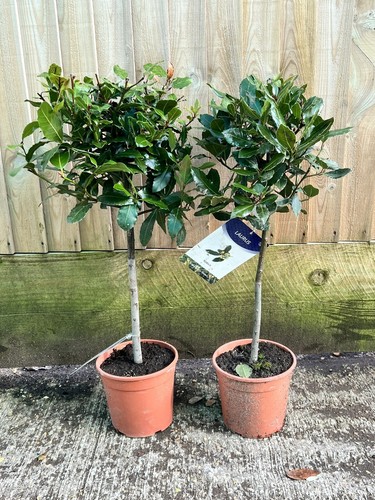 Pair bay trees laurus - bay,