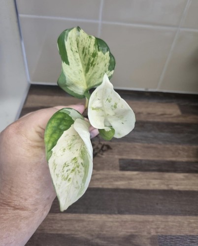 Epipremnum manjula pothos - epipremnum,