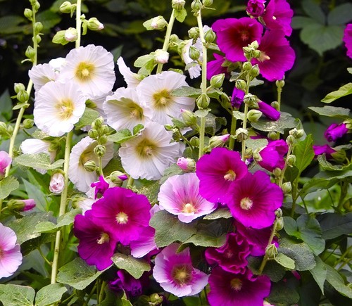150x giant hollyhock single - giant,