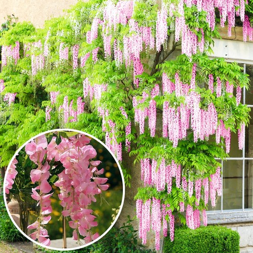 Wisteria rosea pink - rosea, |