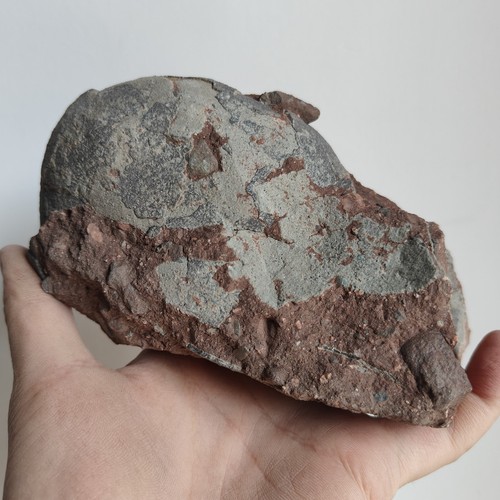 Jurassic age dinosaur egg - jurassic,