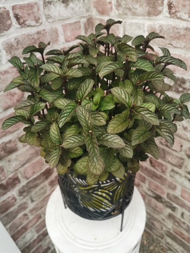 Unusual mint mentha - 18, xl