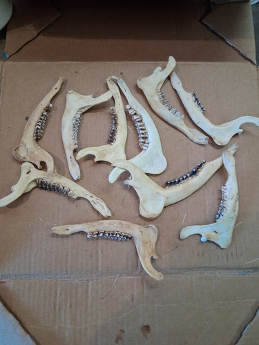 Jaws roe deer muntjac - 10,