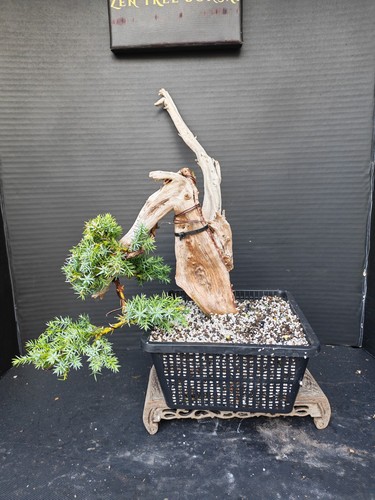 Tanuki needle juniper bonsai - needle,
