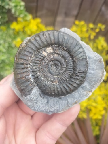 Large quality dactylioceras - dactylioceras, sp