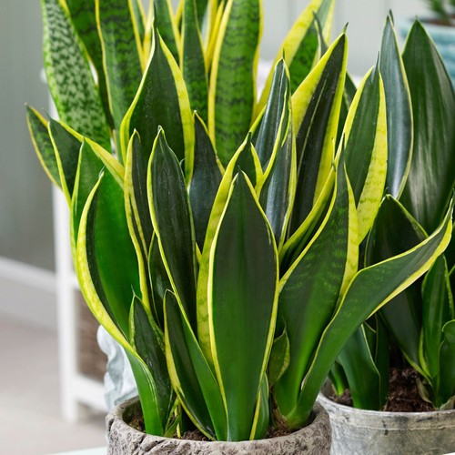 Sansevieria snake plant - sansevieria,