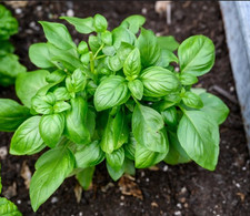 3X Basil Plug Plants - Sweet
