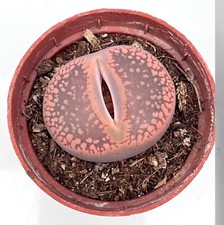 Large Lithop Living Stones