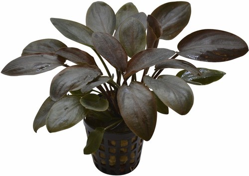 Live aquarium plants grown - live,