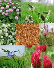 Grass & Flower Seed 10 Mix, Turtle/Tortoise Friendly, Fast Growing 100g to 1kg
