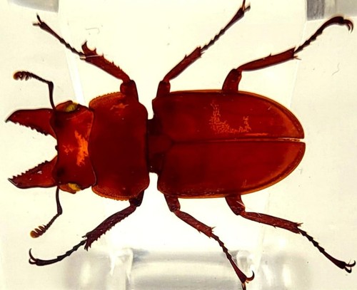 44mm real golden stag beetle - 44mm,