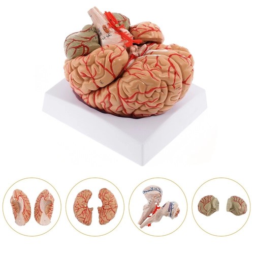 Anatomically accurate part - accurate, 8-part