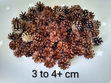 150 Natural Pine Cones -