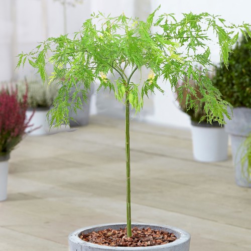 Acer dissectum tree japanese - acer,