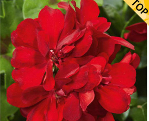 Trailing geranium ivy - 6,