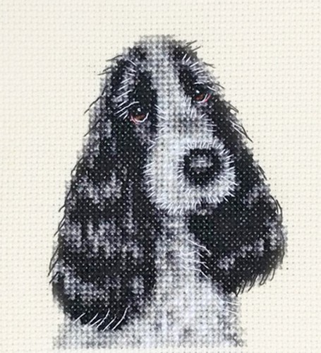 Roan cocker spaniel dog - spaniel,, ~