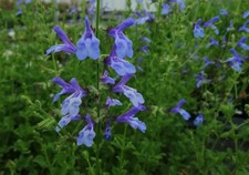 X3 Salvia African Sky