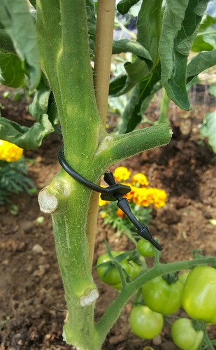 Rubber tree ties - rubber, flexible