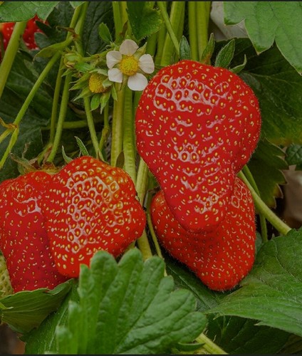 Strawberry 3 types runner - -,